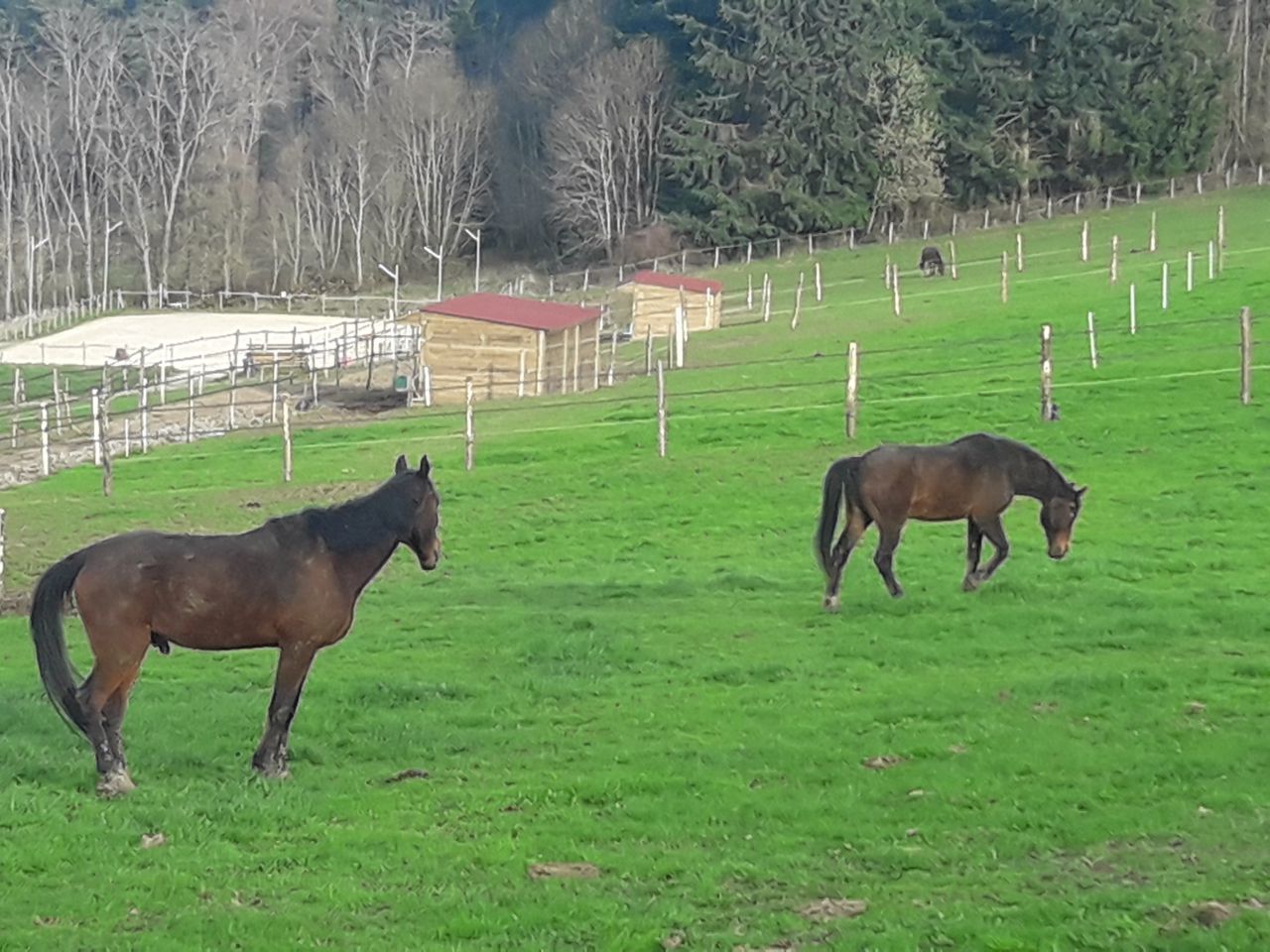 ANCY - ECURIE DE PROPRIETAIRE