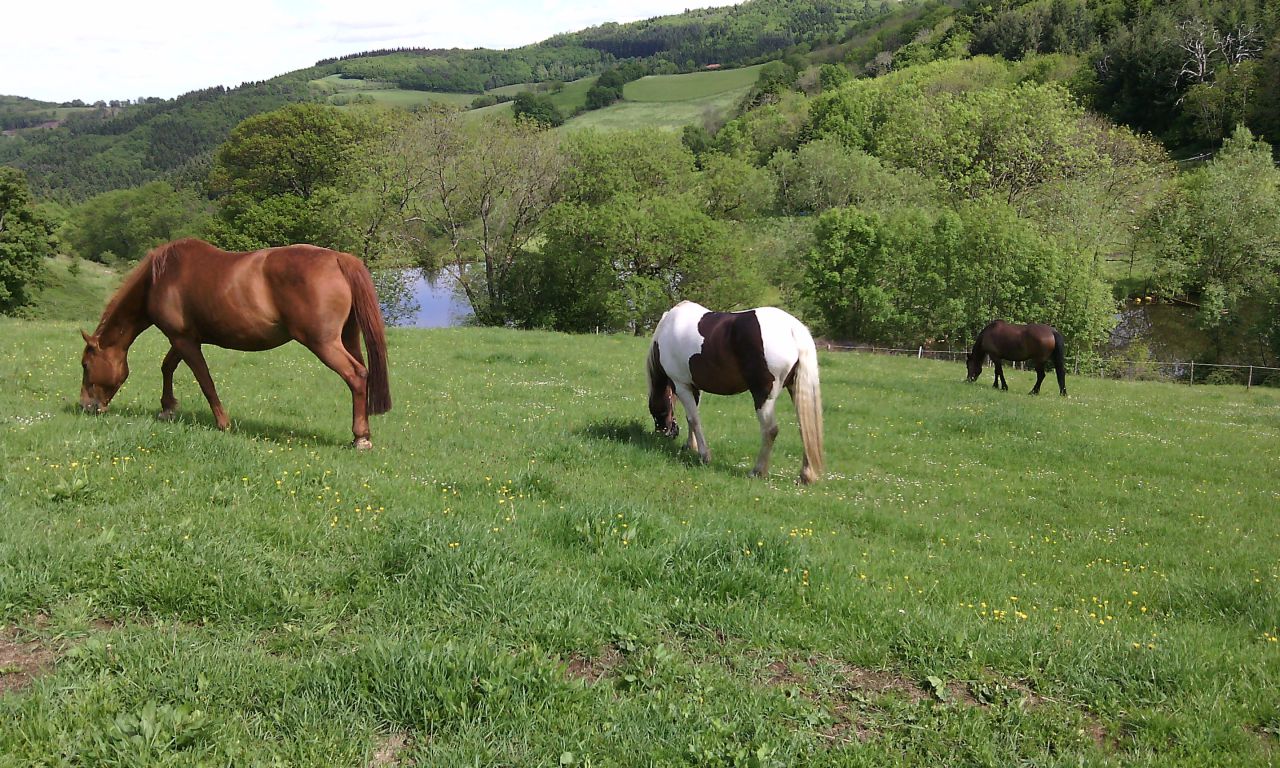 ANCY - ECURIE DE PROPRIETAIRE