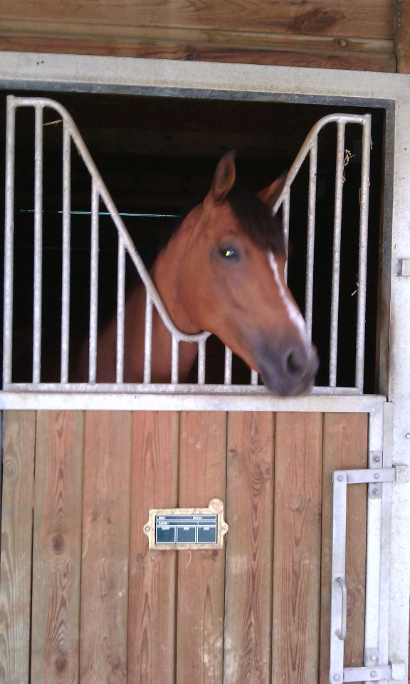 ANCY - ECURIE DE PROPRIETAIRE
