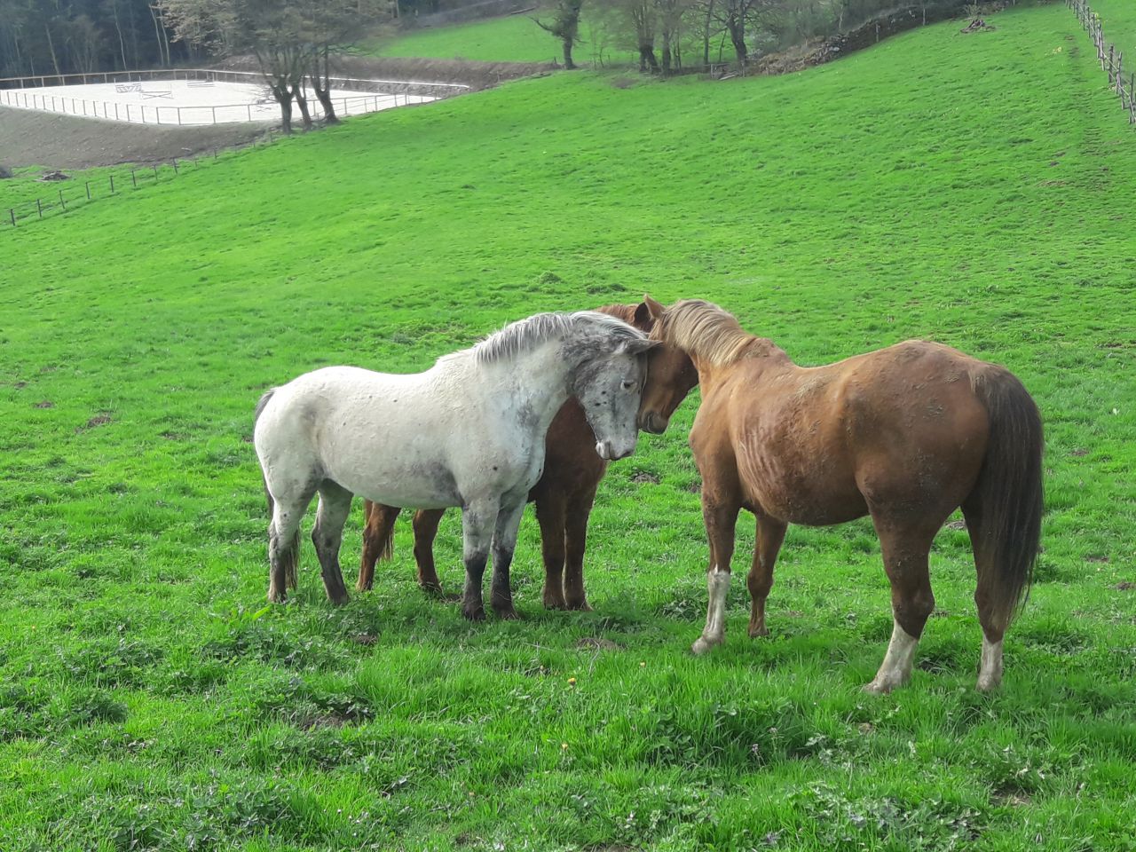 ANCY - ECURIE DE PROPRIETAIRE