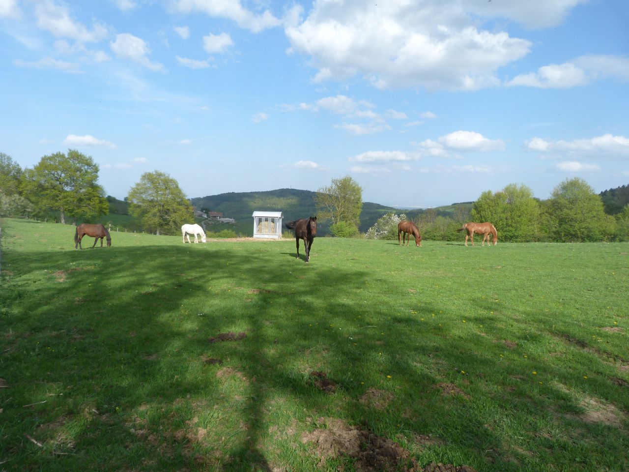 ANCY - ECURIE DE PROPRIETAIRE