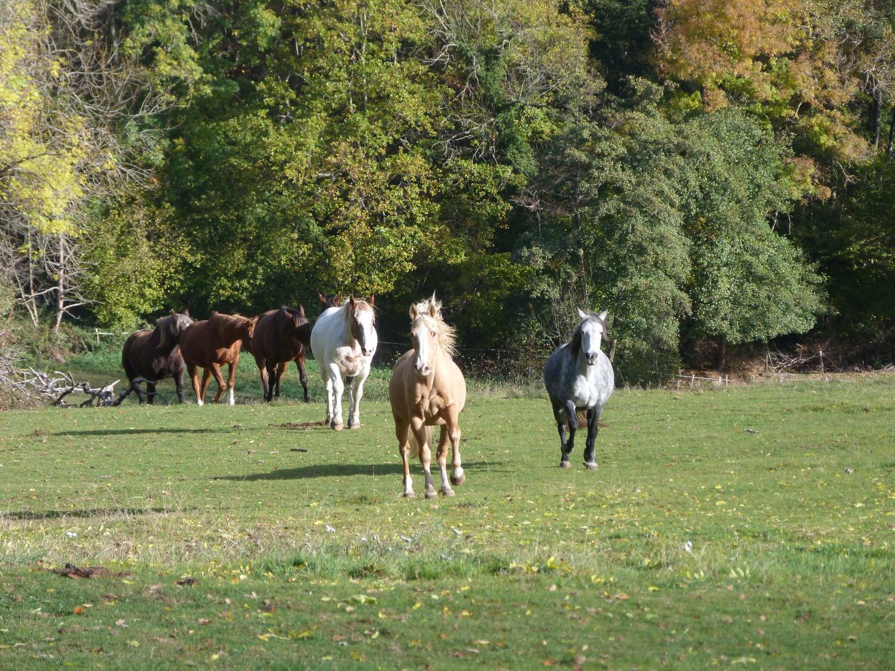 ANCY - ECURIE DE PROPRIETAIRE