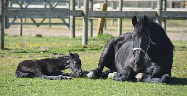 ELEVAGE FRISONS DU GRAFFARD