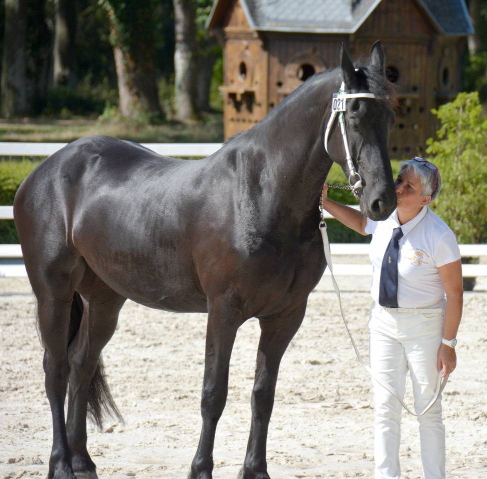 ELEVAGE FRISONS DU GRAFFARD