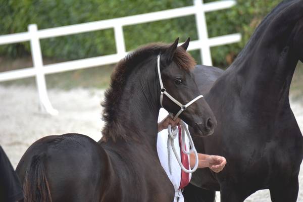 ELEVAGE FRISONS DU GRAFFARD