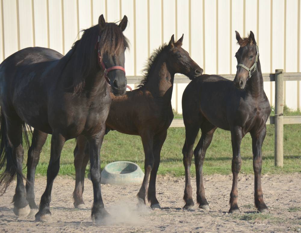 ELEVAGE FRISONS DU GRAFFARD