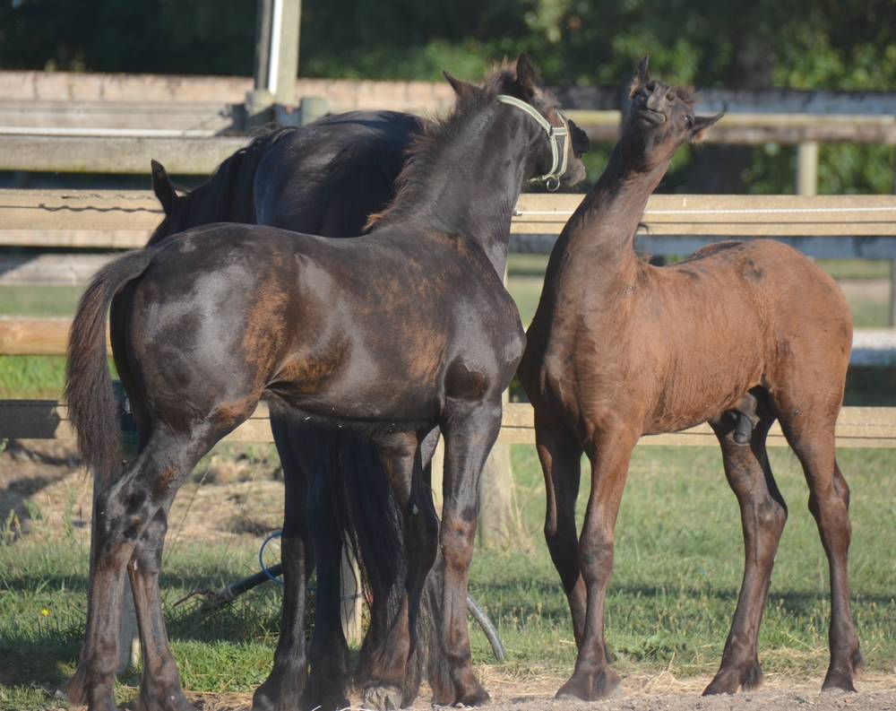 ELEVAGE FRISONS DU GRAFFARD