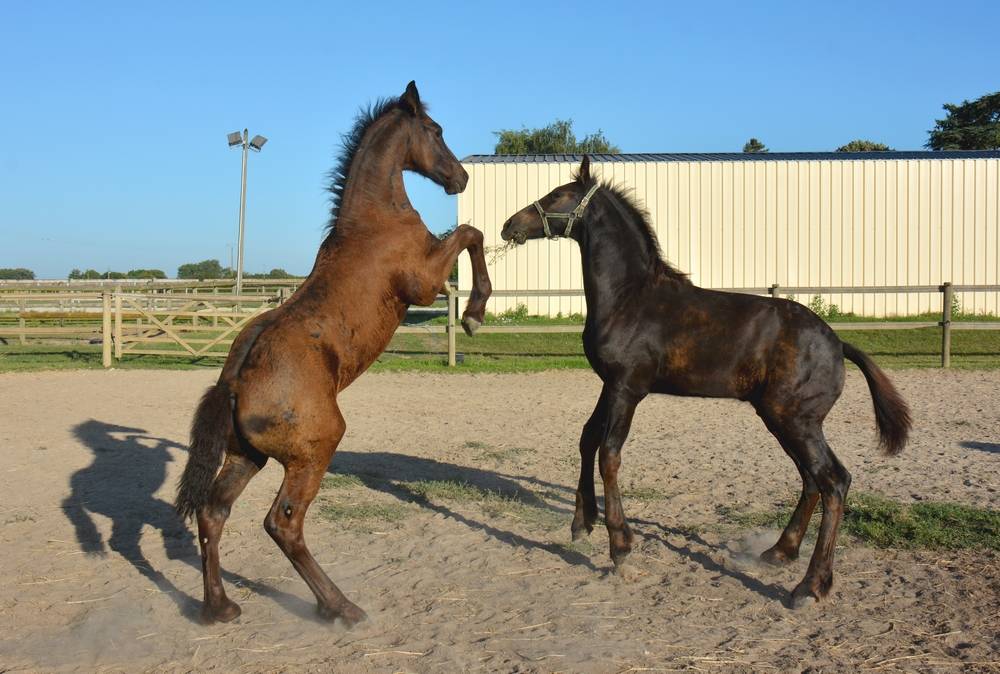 ELEVAGE FRISONS DU GRAFFARD