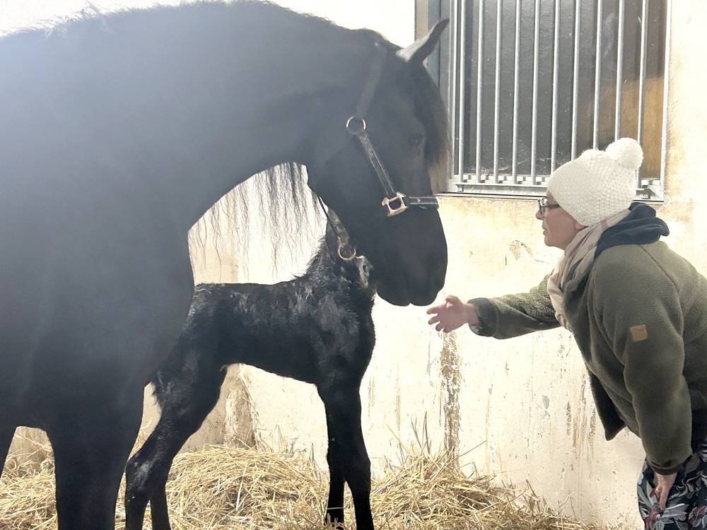 ELEVAGE FRISONS DU GRAFFARD