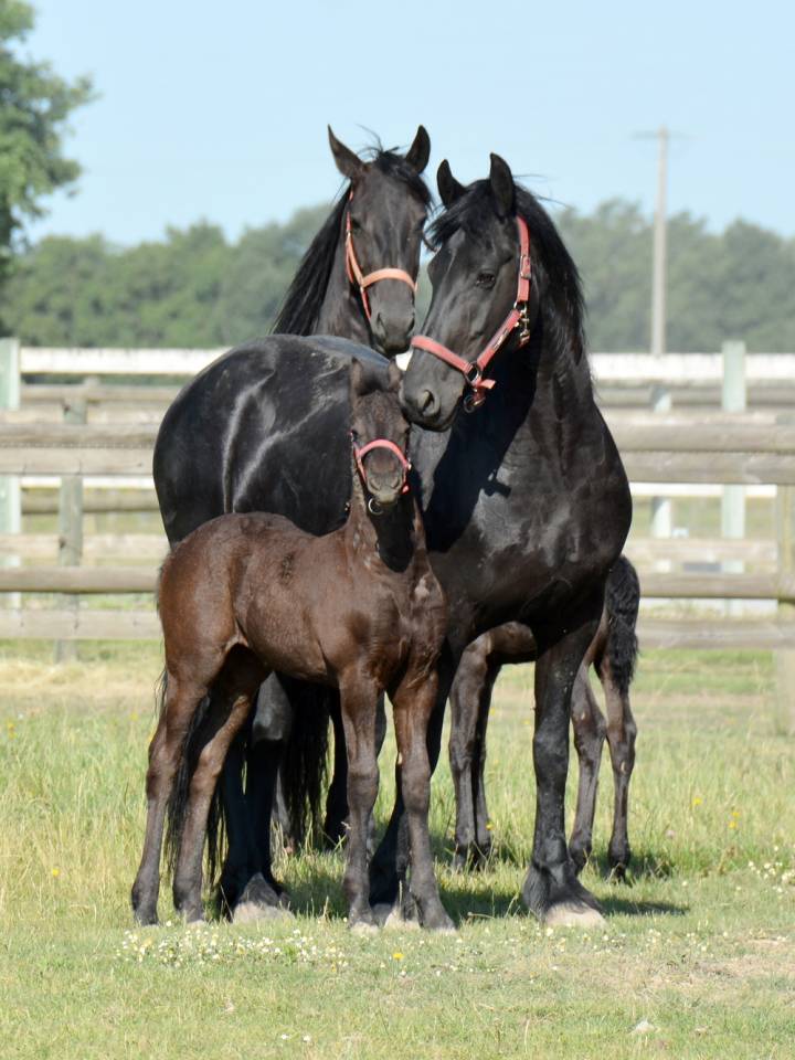 ELEVAGE FRISONS DU GRAFFARD