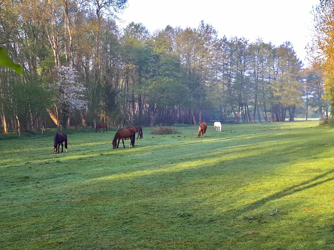 pension pr&eacute; et/ou box en Eure et Loir
