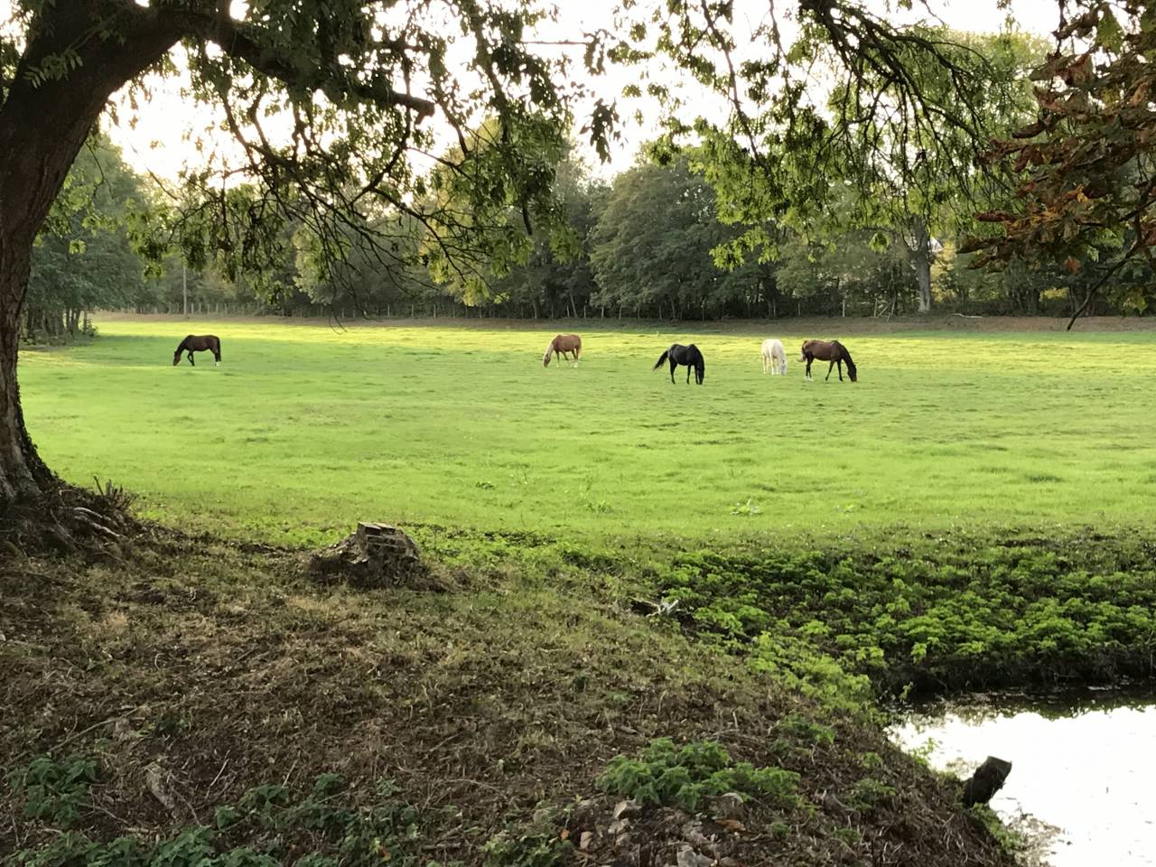 pension pr&eacute; et/ou box en Eure et Loir