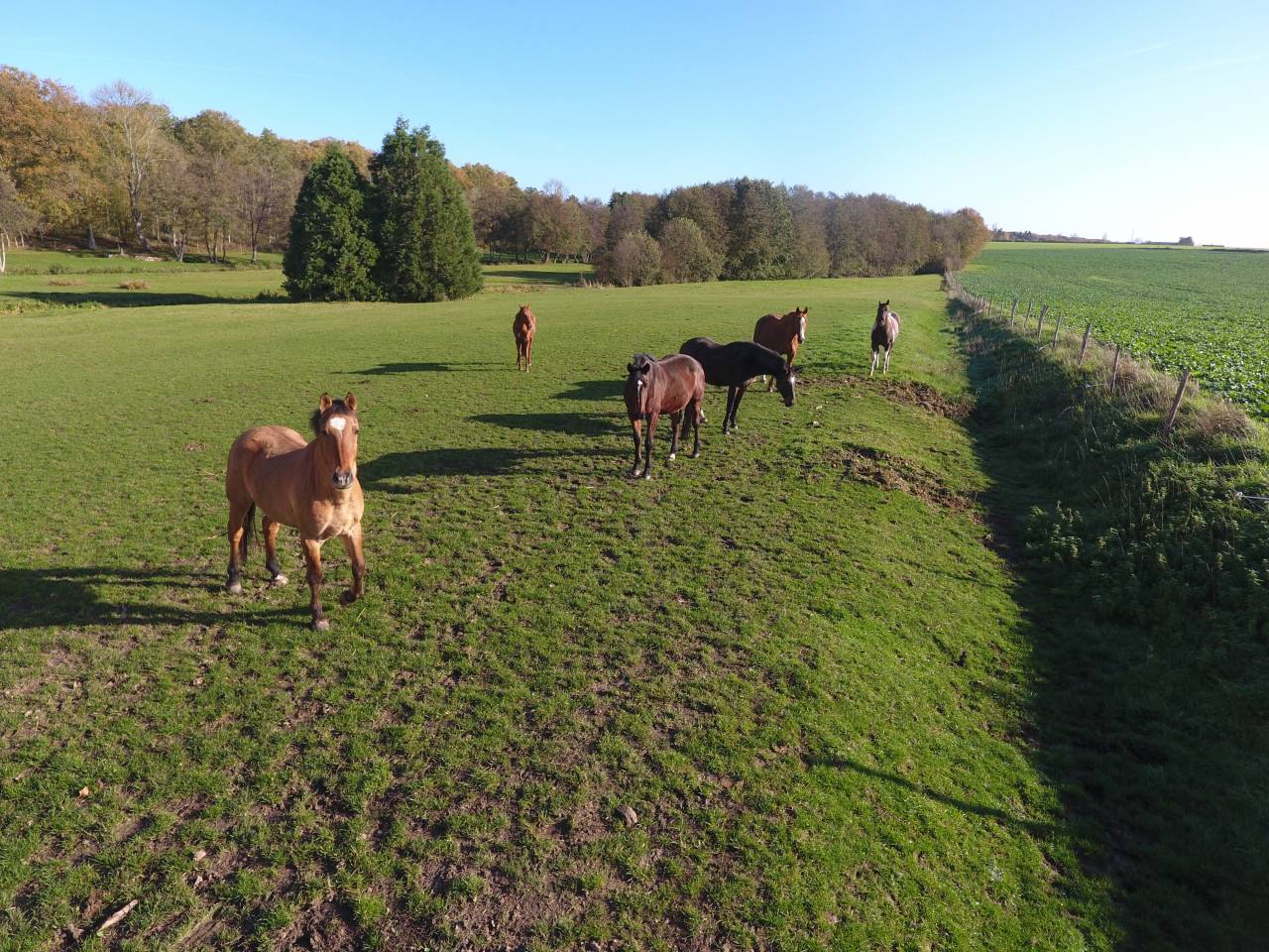 pension pr&eacute; et/ou box en Eure et Loir