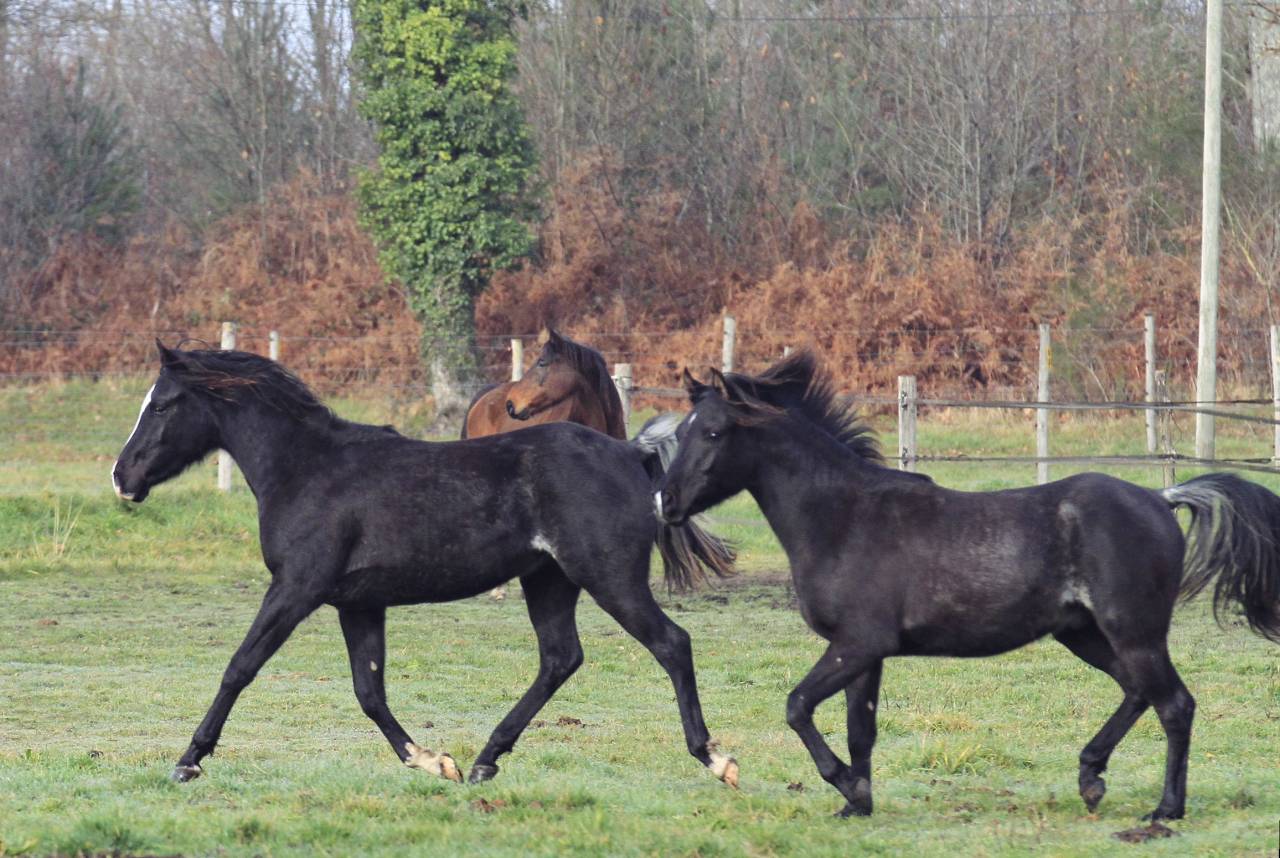 Pur Sang Arabe de vos rêves!