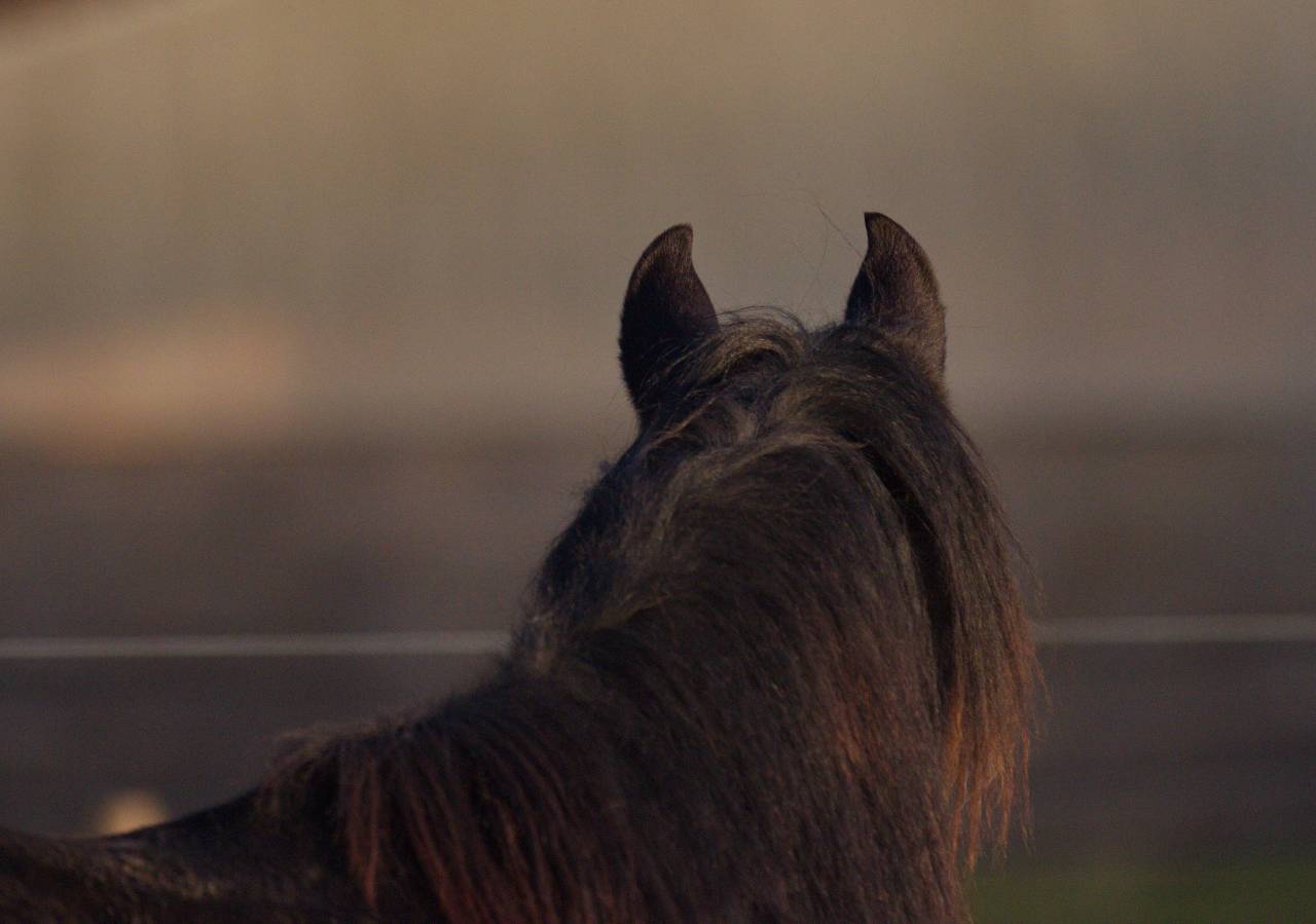 Pur Sang Arabe de vos rêves!