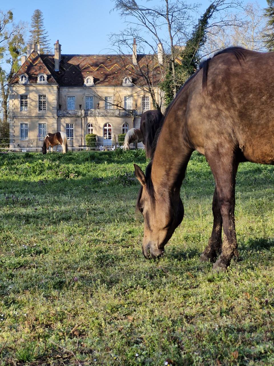 PENSION CHEVAUX JUMENTS PONEYS - ECURIE DU CHATEAU (21)