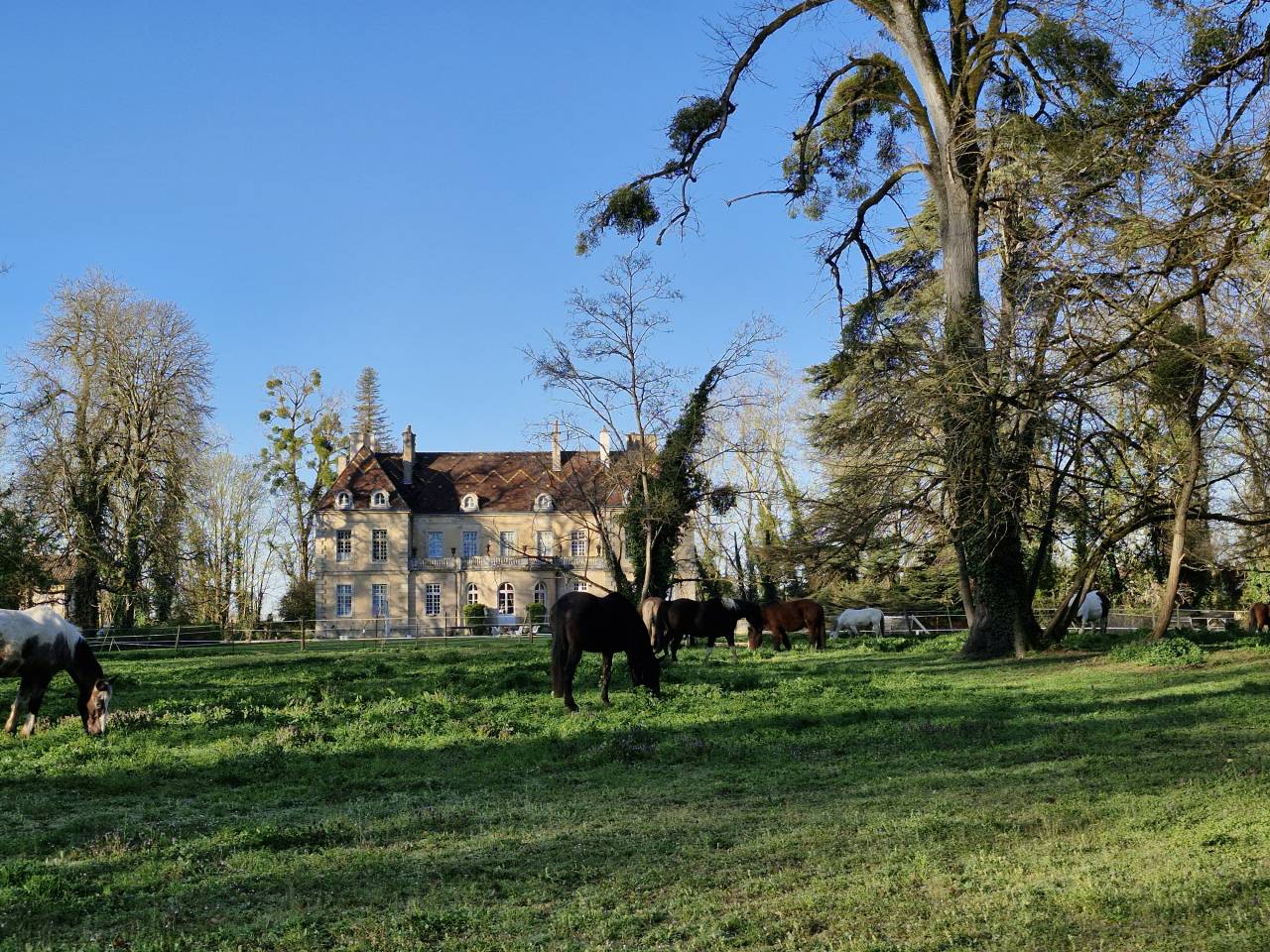 PENSION CHEVAUX JUMENTS PONEYS - ECURIE DU CHATEAU (21)