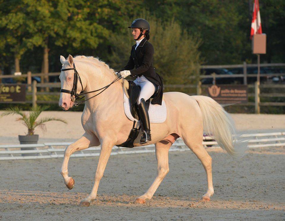 Saillie étalon Race crème Agréé AES en IAC 