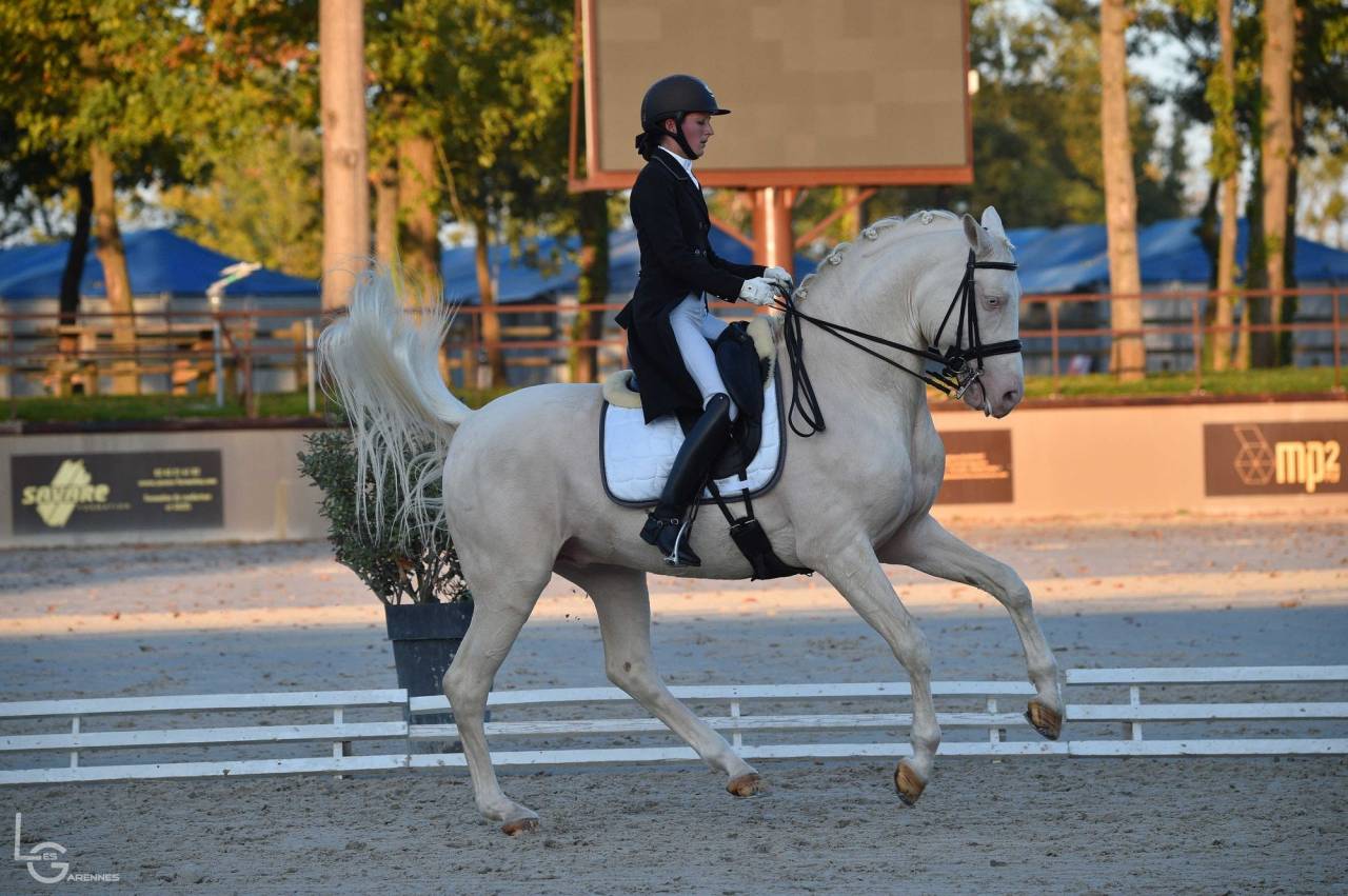 Saillie étalon Race crème Agréé AES en IAC 