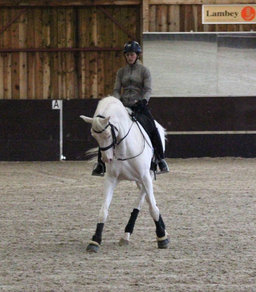 Saillie étalon Race crème Agréé AES en IAC 