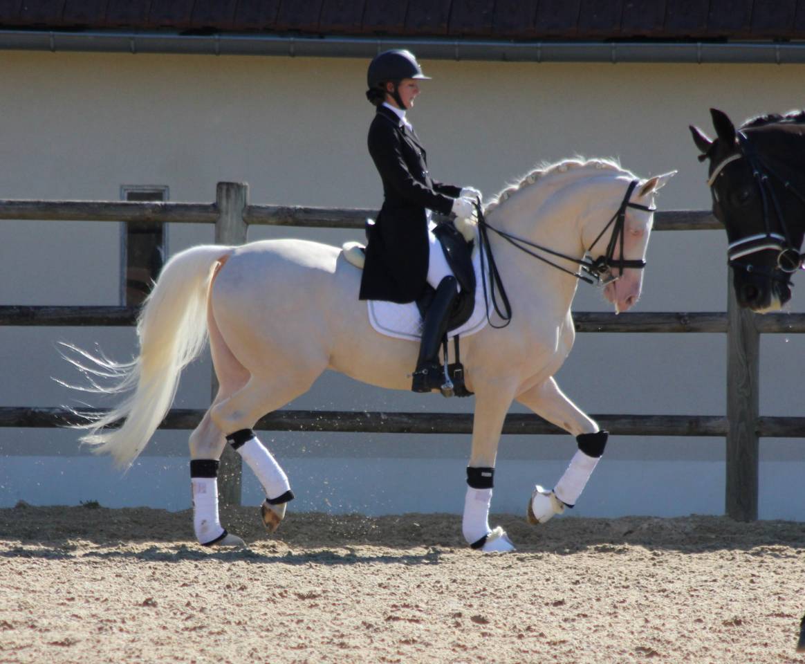 Saillie étalon Race crème Agréé AES en IAC 