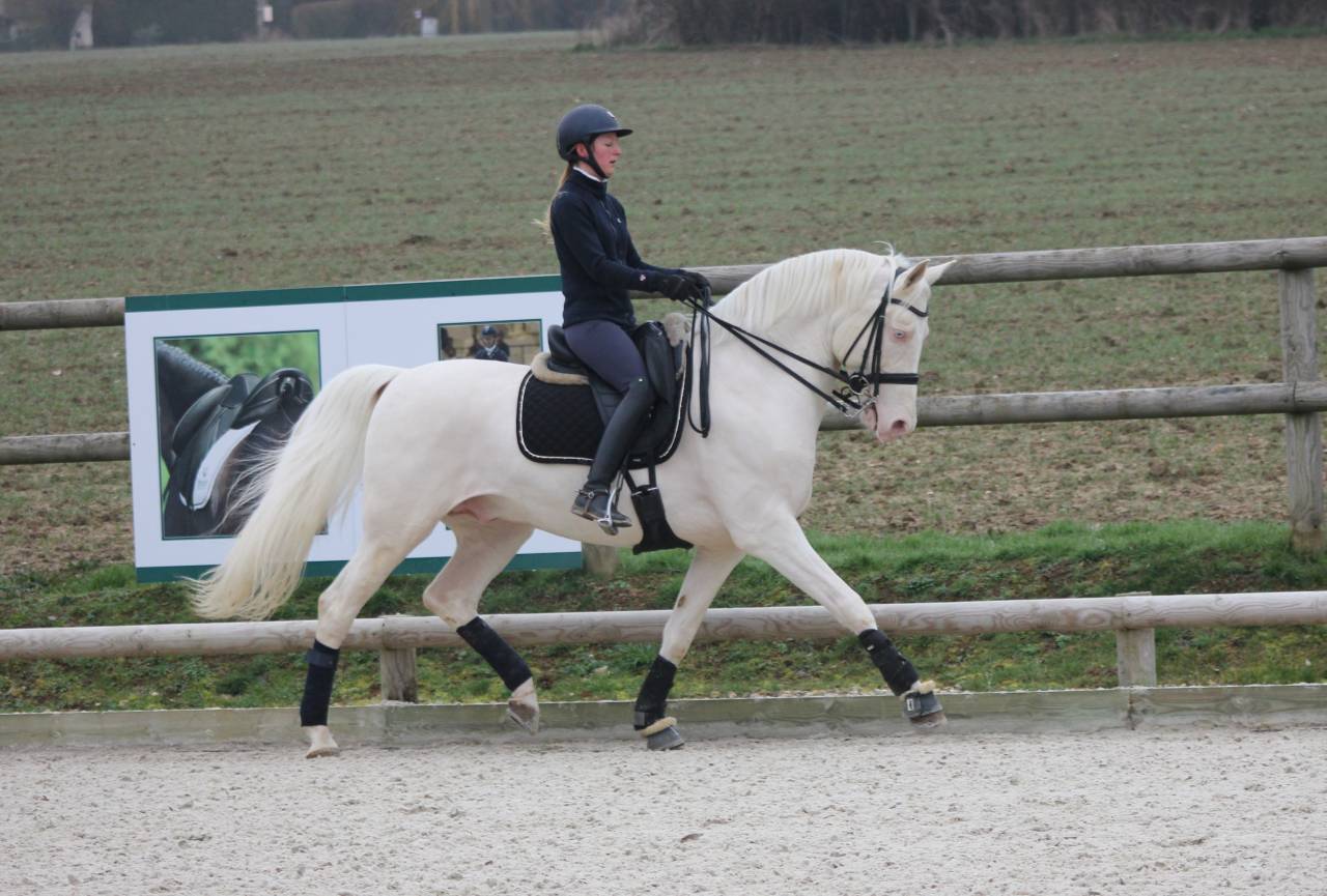 Saillie étalon Race crème Agréé AES en IAC 