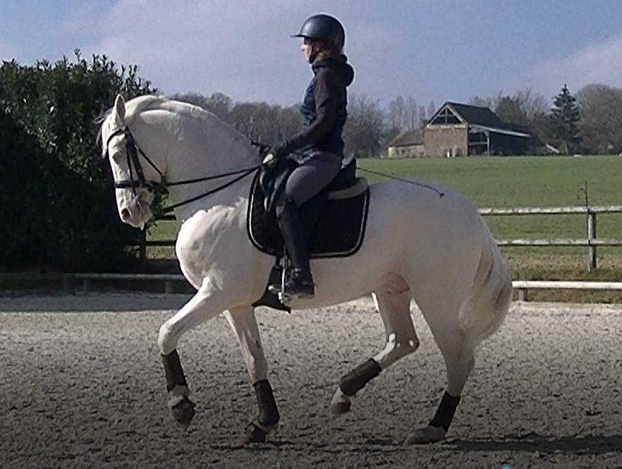 Saillie étalon Race crème Agréé AES en IAC 