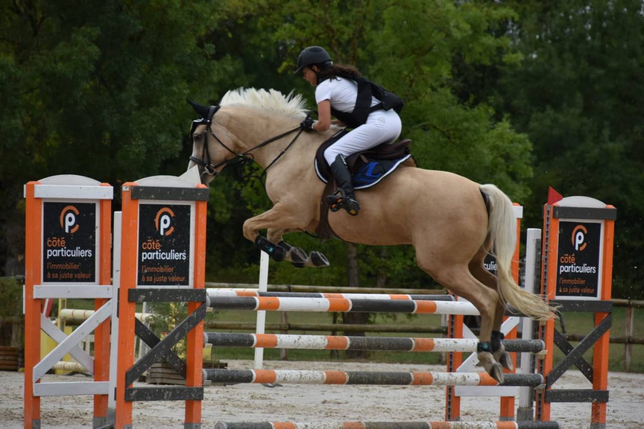 Saillie étalon Race crème Agréé AES en IAC 