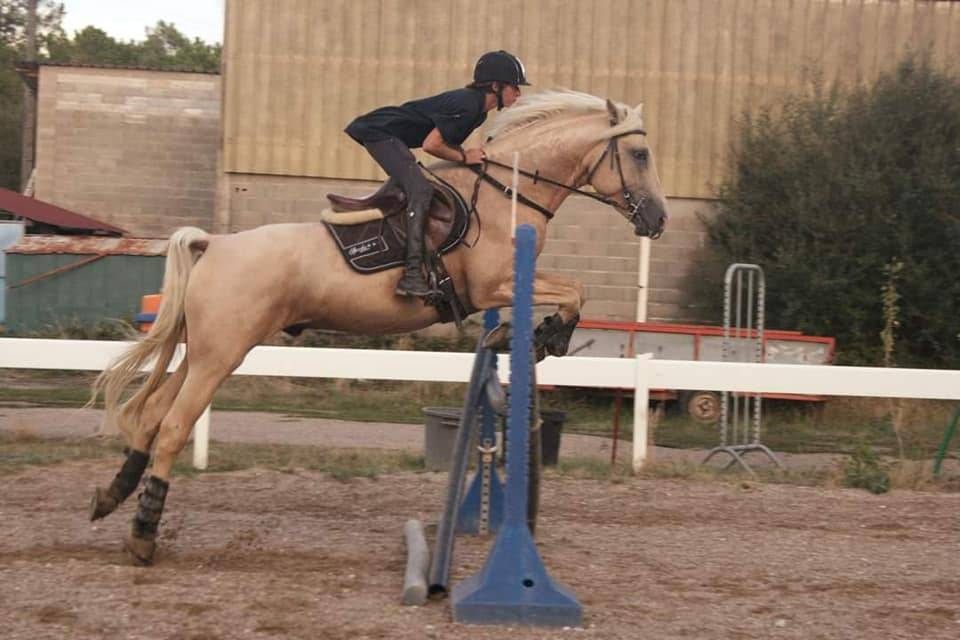 Saillie étalon Race crème Agréé AES en IAC 