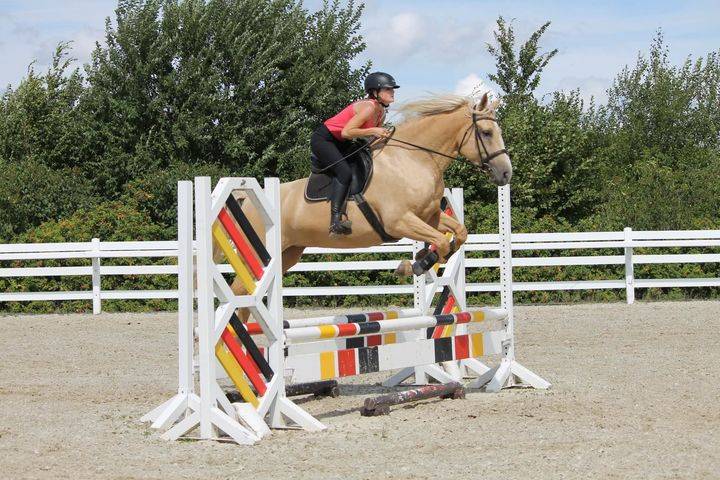 Saillie étalon Race crème Agréé AES en IAC 