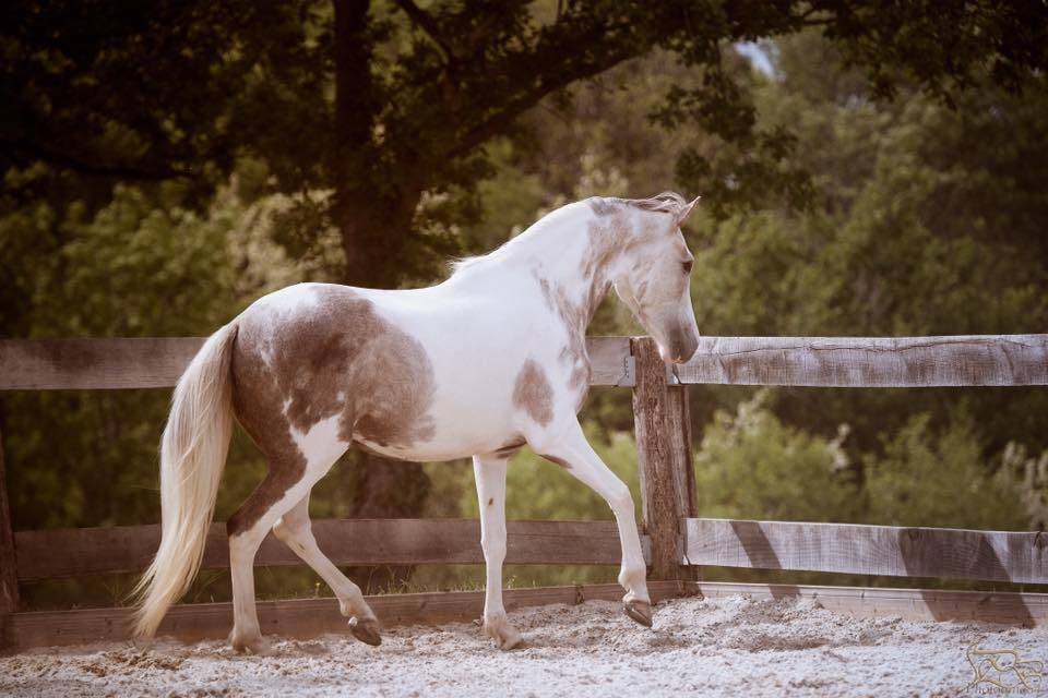 Saillie étalon Race crème Agréé AES en IAC 