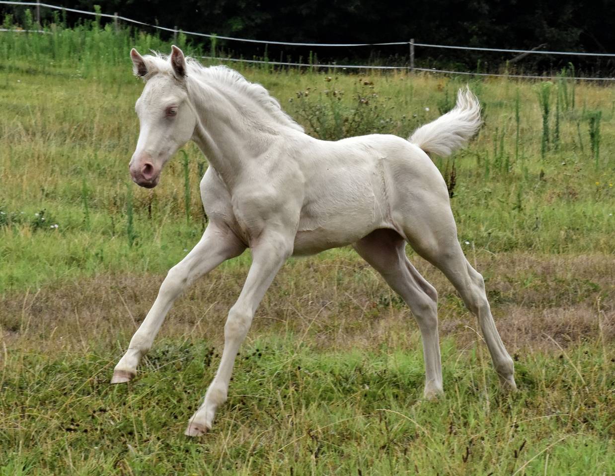 Saillie étalon Race crème Agréé AES en IAC 