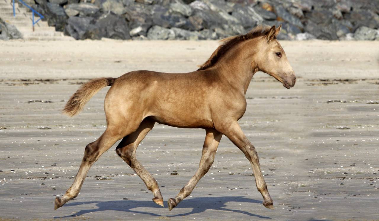 Saillie étalon Race crème Agréé AES en IAC 