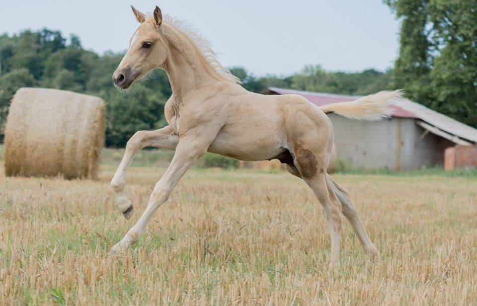 Saillie étalon Race crème Agréé AES en IAC 