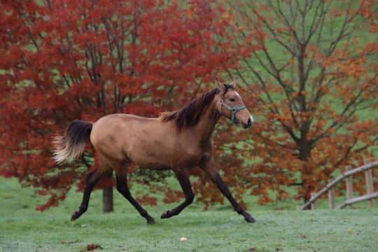 Saillie étalon Race crème Agréé AES en IAC 