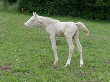 Saillie étalon Race crème Agréé AES en IAC 