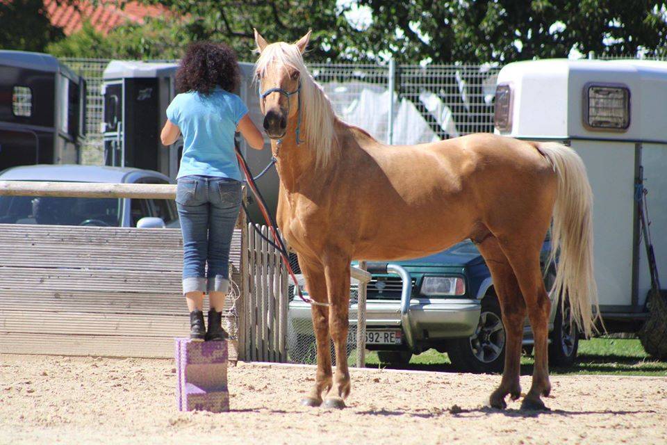 Saillie étalon Race crème Agréé AES en IAC 