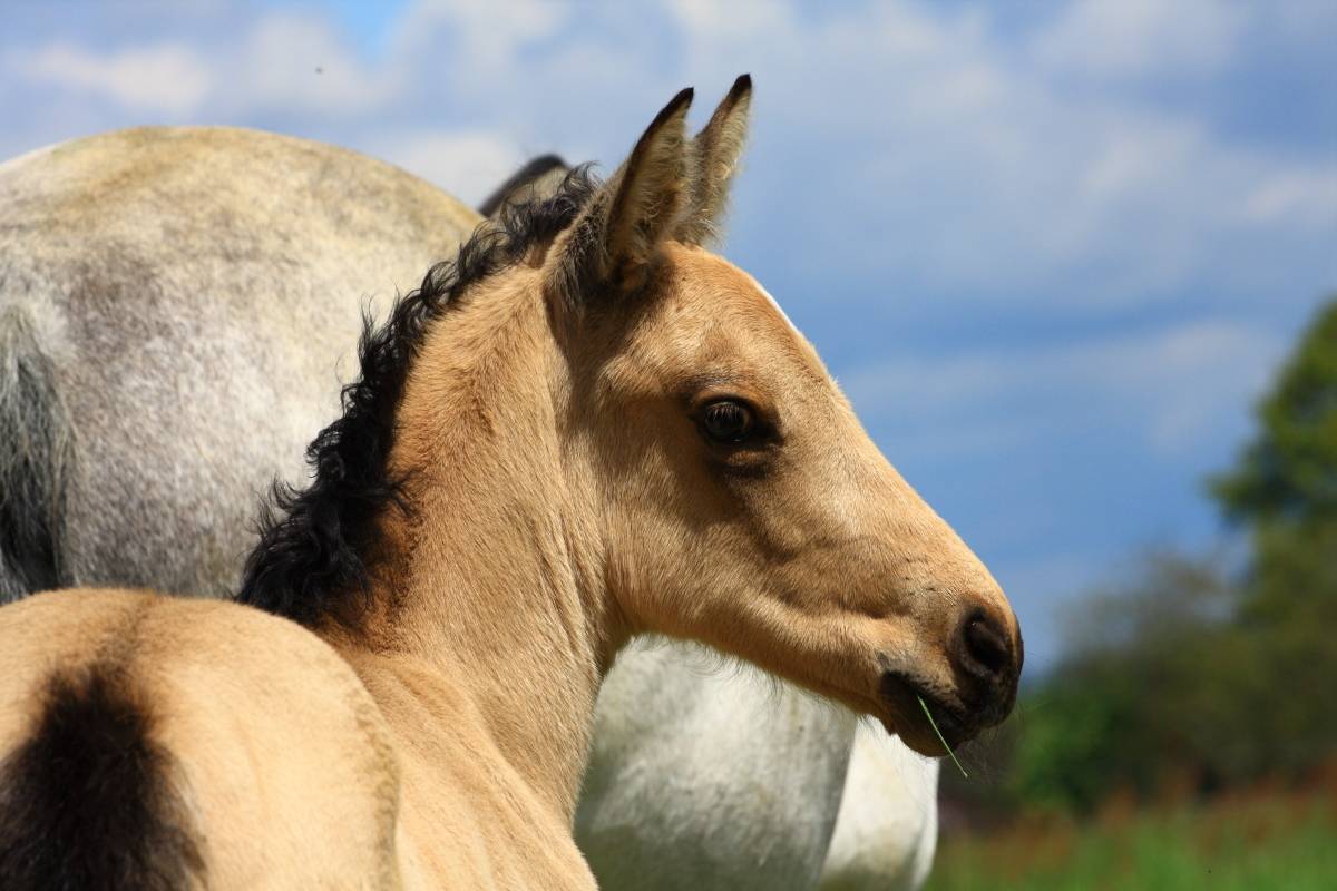 Saillie étalon Race crème Agréé AES en IAC 