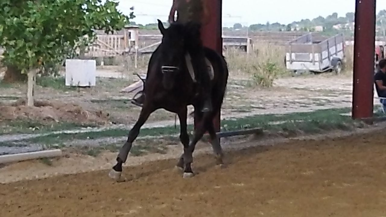 PENSION MONTPELLIER  Loisir et COMPETITION (Dress /Cso)