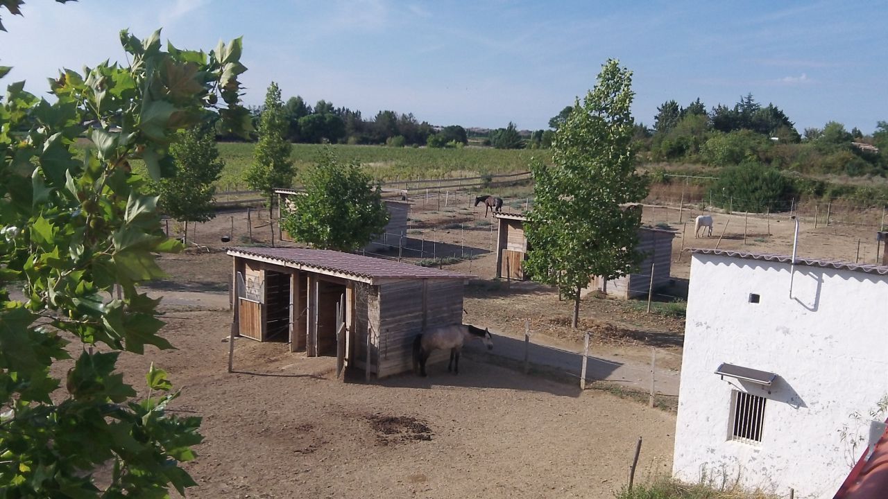 PENSION MONTPELLIER  Loisir et COMPETITION (Dress /Cso)