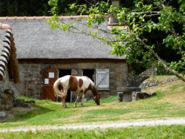 Ferme Equestre de Tréphy - éthologie équitation western