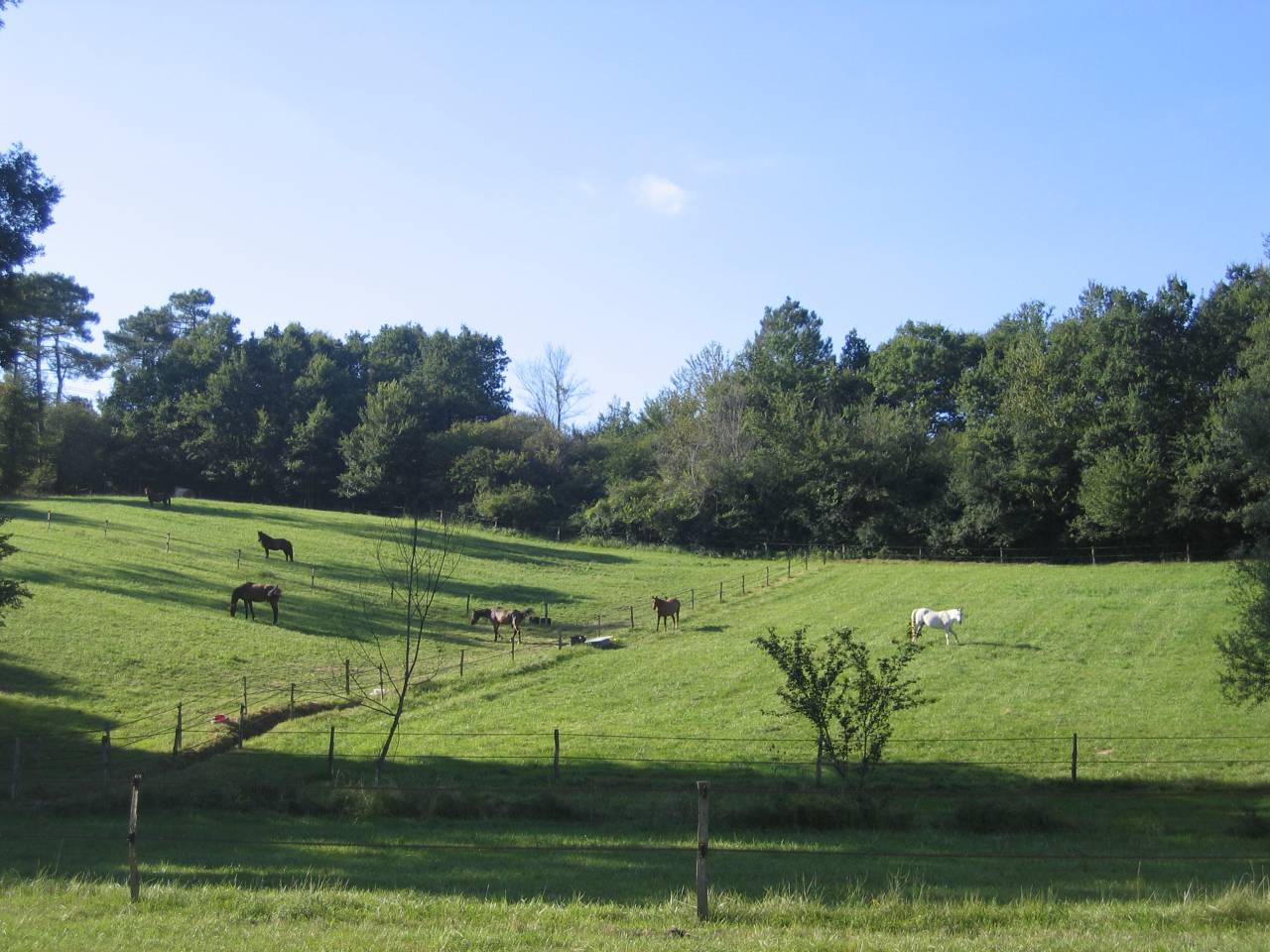Pensions pr&eacute;, pr&eacute; / box    Sud des Landes (40)