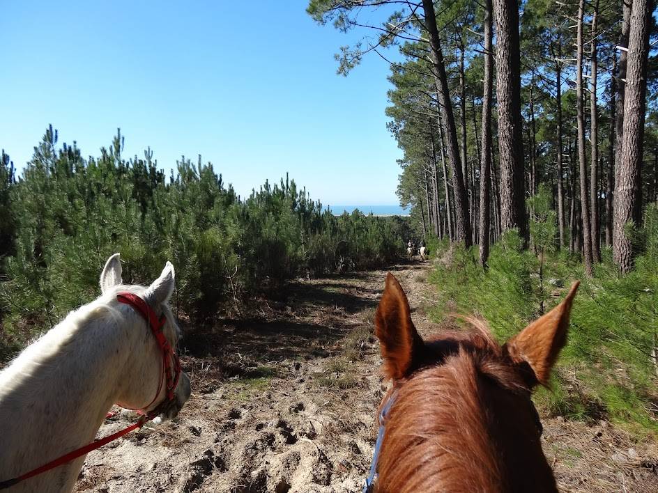 Pensions pr&eacute;, pr&eacute; / box    Sud des Landes (40)