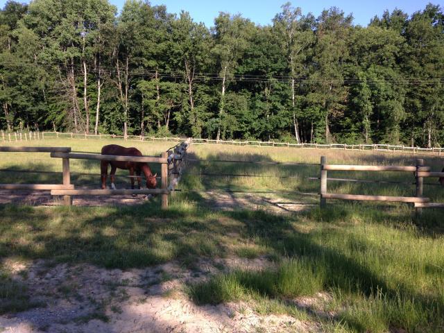 HARAS DU SOULTZBACH / PENSION SIMPLE / PENSION TRAVAIL 