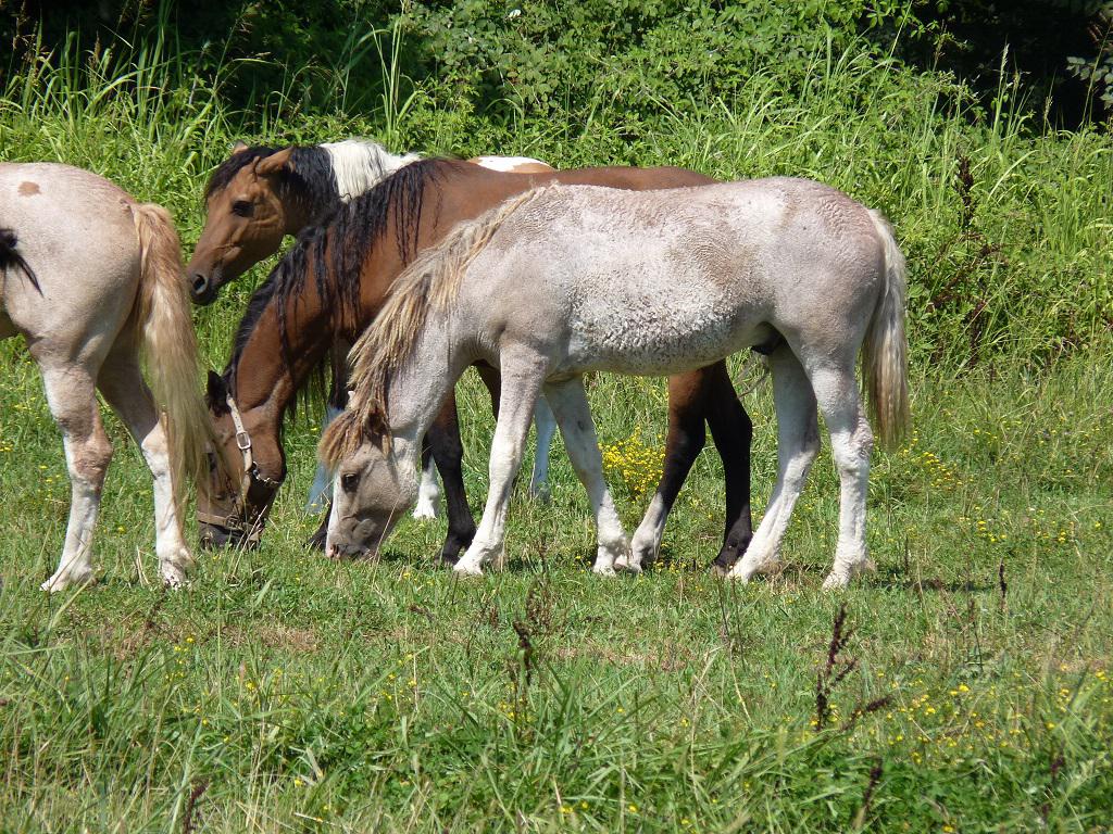Magnifique Jeune Etalon CURLY micro-frisé (100% gaited)