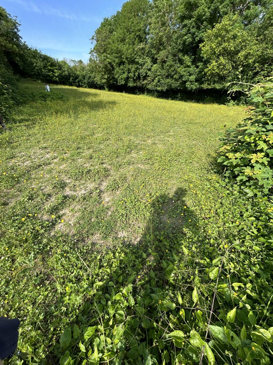 Pension chevaux / poneys 77