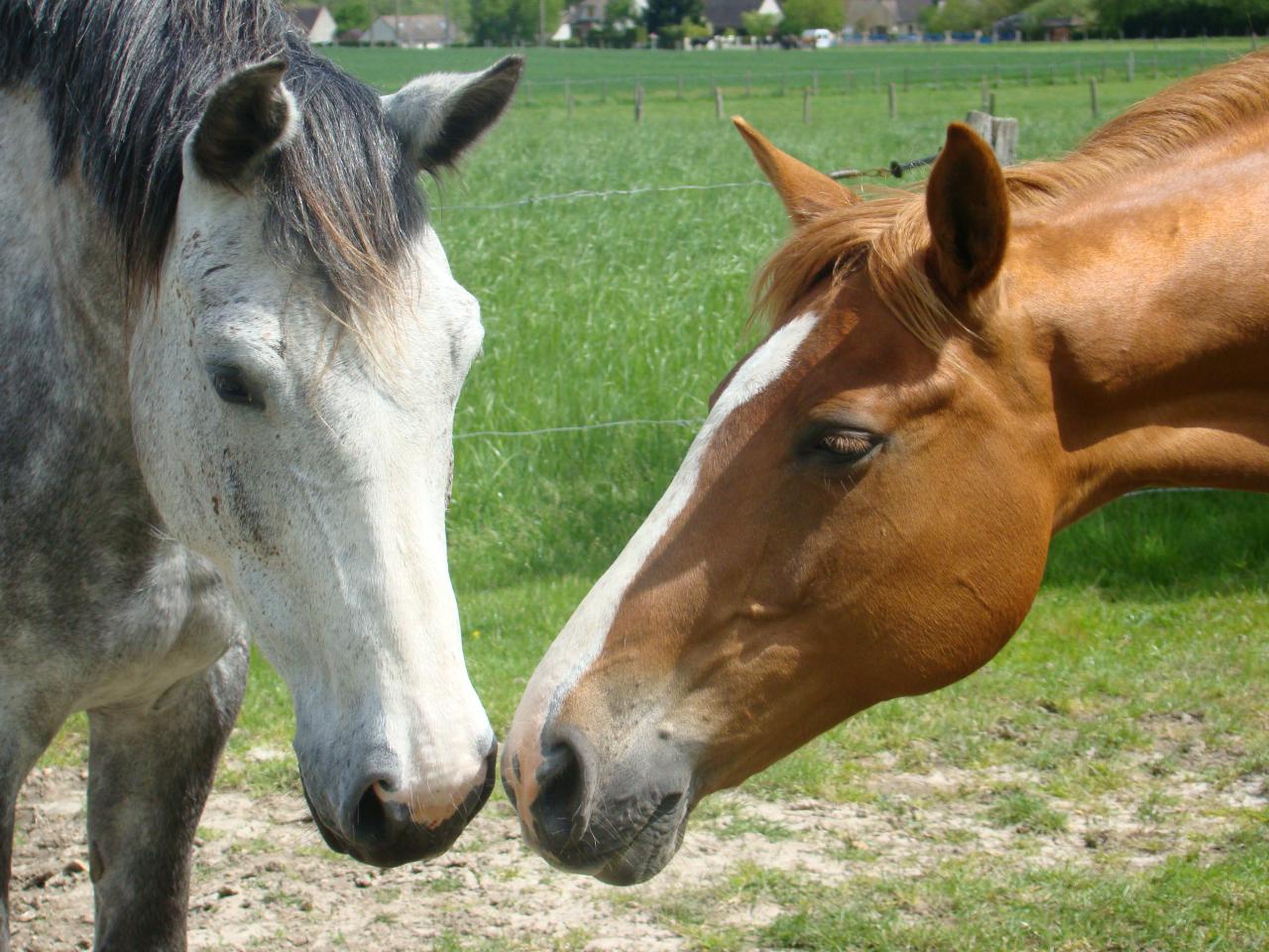 Pension boxes et pré à 1H45 de Paris dans l'Yonne