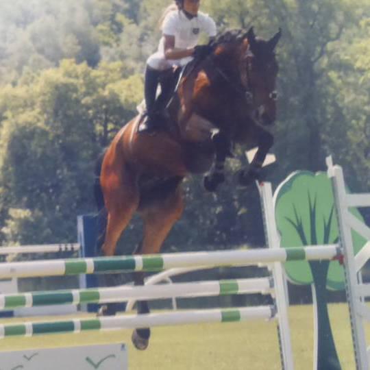 Pension boxes et pré à 1H45 de Paris dans l'Yonne