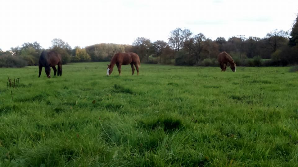 Pension boxes et pré à 1H45 de Paris dans l'Yonne