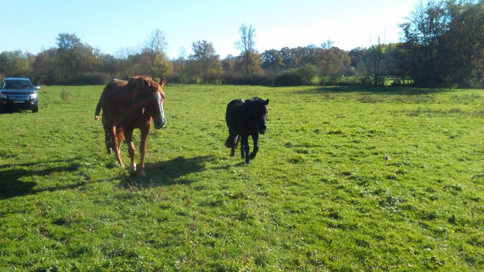 Pension boxes et pré à 1H45 de Paris dans l'Yonne
